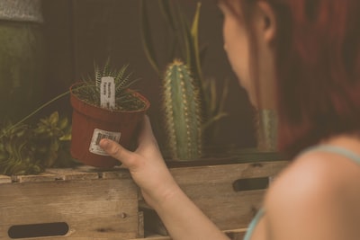 女人拿着盆栽植物
